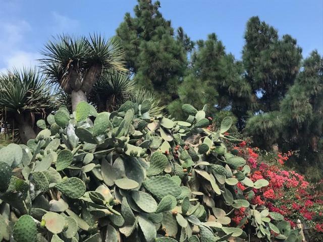 Playa De Fanabe Mareverde 阿德耶 外观 照片